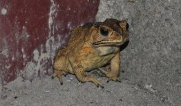 喷水蛙吃瓜视频大全免费观看,免费观看视频大全集锦