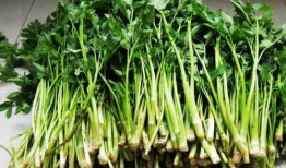 小芹菜爆料者视频