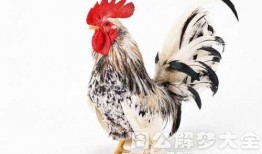 周公鸡爆料视频大全下载,揭秘娱乐圈幕后真相