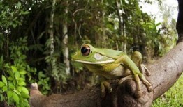 喷水蛙吃瓜视频大全免费观看,免费观看视频大全集锦