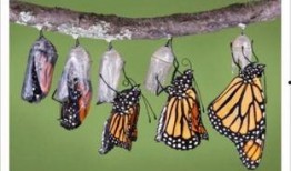 昆虫学者皮肤最新爆料蓝皮