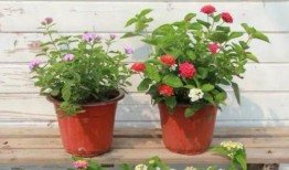 横栏最新爆料新闻直播视频,直播视频揭秘惊人内幕