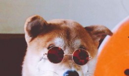 狗哥吃瓜视频在线观看免费