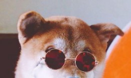 狗哥吃瓜视频在线观看免费