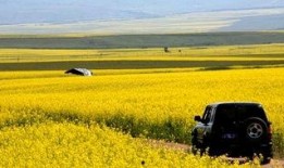 春风自驾游爆料视频下载,探寻绝美风景，畅享自由之旅