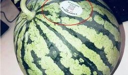静安网红吃瓜,揭秘幕后故事与热门话题