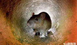 新闻爆料巨型老鼠视频