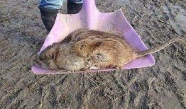 新闻爆料巨型老鼠视频