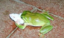 喷水蛙吃瓜视频大全免费观看,免费观看视频大全集锦