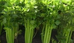 小芹菜爆料者视频