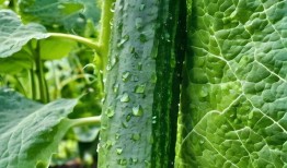 吃瓜爆料素材下载安装最新,吃瓜爆料素材背后的秘密，最新下载安装指南