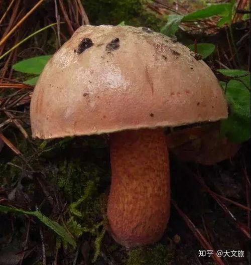 娱乐吃瓜酱野生字幕菌,揭秘幕后花絮，带你领略影视圈真实一面